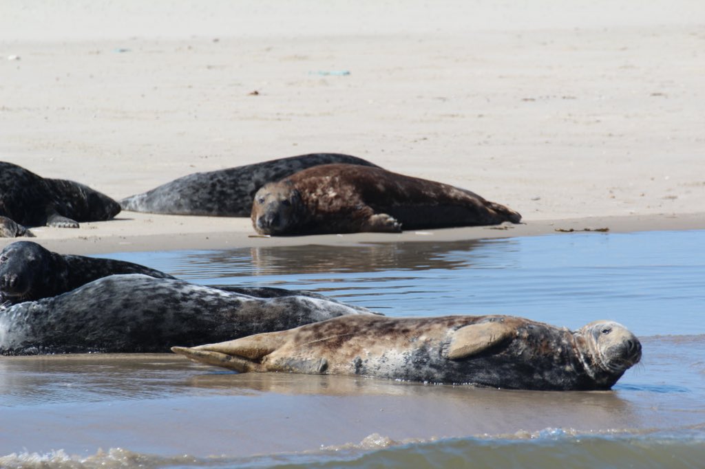 Talismanzeehond tweet picture