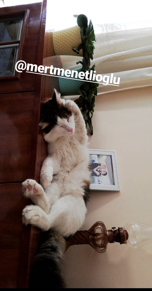 mertmenetlioglu's tweet photo. Arkadaşlar 17.07 tarihi öğle saatlerinde kedim Dobby kayboldu Ankara Etlik, Antares, Gazze caddesi Ayvalı mahallesi civarında gören bulan olursa lütfen ulaşabilir misiniz?? 😔😔 https://t.co/eKymBMZ6YK
