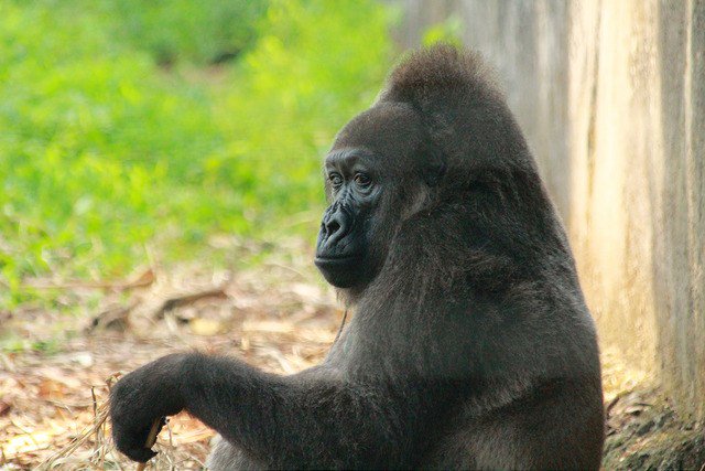 Cross River Gorilla pecintahewan.id/cross-river-go…