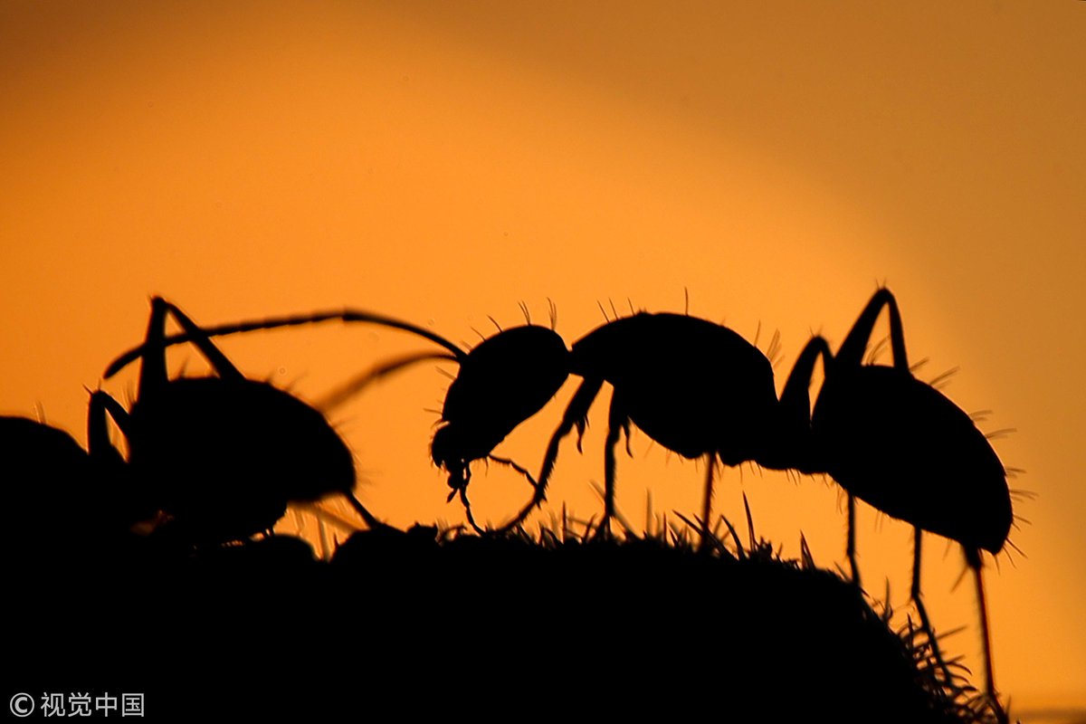 Photographers capture astonishing silhouettes of ants in the sunset, in the eastern Turkish city of Van