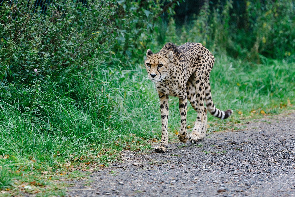 Speciaal voor alle mensen die geïnteresseerd zijn in het evenement 'Knuffelen met jachtluipaarden', organiseert het Safaripark morgen daadwerkelijk een ludieke activiteit dat met knuffelen en jachtluipaarden te maken heeft! 🐆 Meer info en tickets: bit.ly/2Nqn4Fg