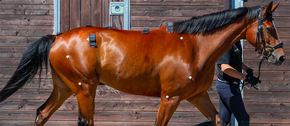 BritEquestrian's tweet photo. INSIDE EQUESTRIAN | Biomechanics has proven its use in other sports and in equestrian it is no different.

Performance analyst, Russell Guire, tells us more about equine biomechanics and the importance of rider positioning. 

👉 https://t.co/gd2DKtnRQw
📸 @CentaurBiomec https://t.co/Lz1Dy7HHiH