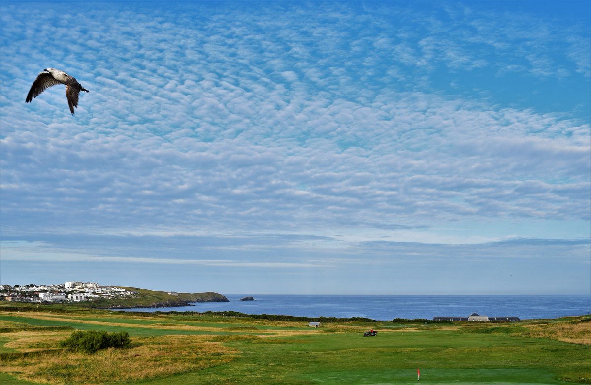 NewquayGC's tweet image. It’s astounding how beautiful our course (and the #Newquay coastline) is. Not just it’s bouncy #linksgolf fairways &amp;amp; it’s lush greens with their subtle breaks. The flora &amp;amp; fauna are amazing!

🌿🕊🌿🌴🌿⛳️🏌️‍♂️🌿🦋🌿 🐞🌿🦔

@SyngentaTurfUK

#golfecology #cornwall #wildlife