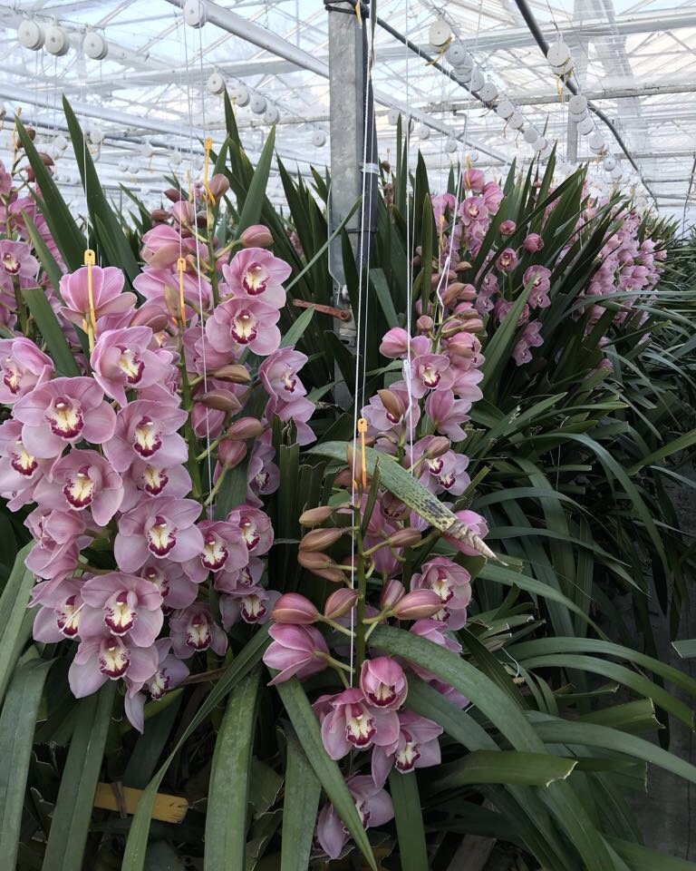 Another wonderful #flowerproduction photo showing the mighty #Sue #cymbidium! A lovely premium #pinkflower in the height of supply.

#webshop #buybloom #orchid #weddingflowers #newzealandbloom #newzealandflowers