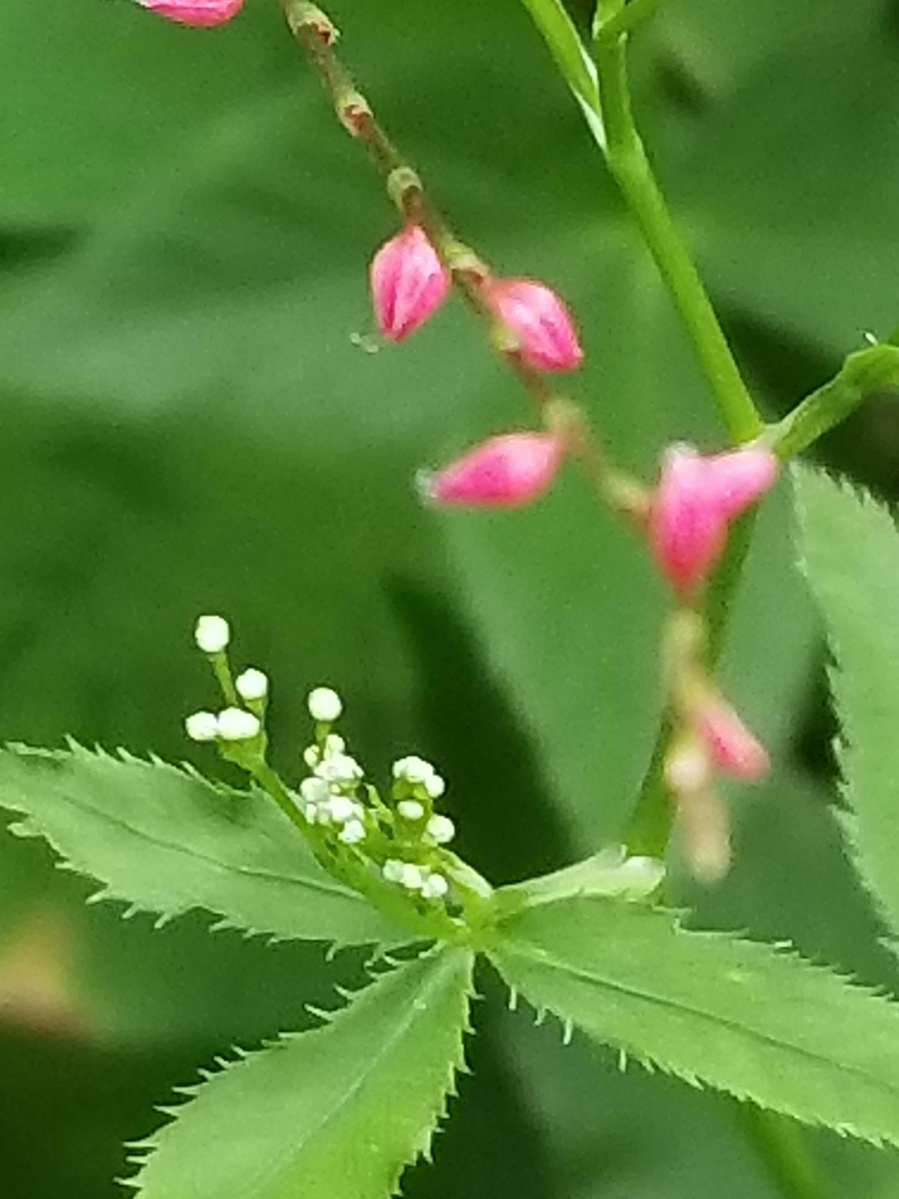 تويتر Yoko Ito على تويتر ミツバ 庭の野生の三つ葉 細かい花が 何ともカワイイ 花 ミツバ 三つ葉 T Co Ishuqra7jn