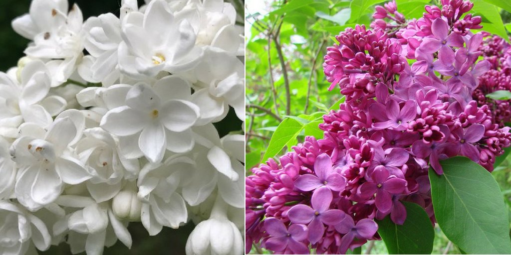 shop_flora's tweet photo. ❤️💐❗Ima li lepšeg mirisa od mirisa jorgovana❓💐❤️
👉Flora shop Vam nudi veliki izbor sadnica jorgovana: https://t.co/0wRvI97F7Y👈
#rasadnik #rasadnikbeograd #rasadnikmanojlovic #vrt #dvoriste #dvorište #florashop #dom #bastovanstvo #garden #gardening #sadnice #biljke https://t.co/hDdjdpisOI
