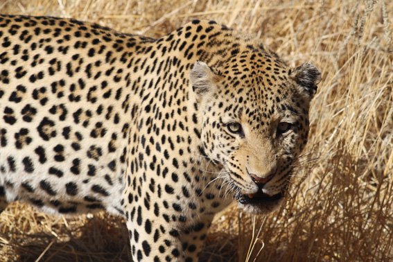 BraindropsBlog's tweet image. Fight climate change and help preserve our beautiful home planet!
(photo by Olivia Engmann)
#wildlife #namibia #leopard