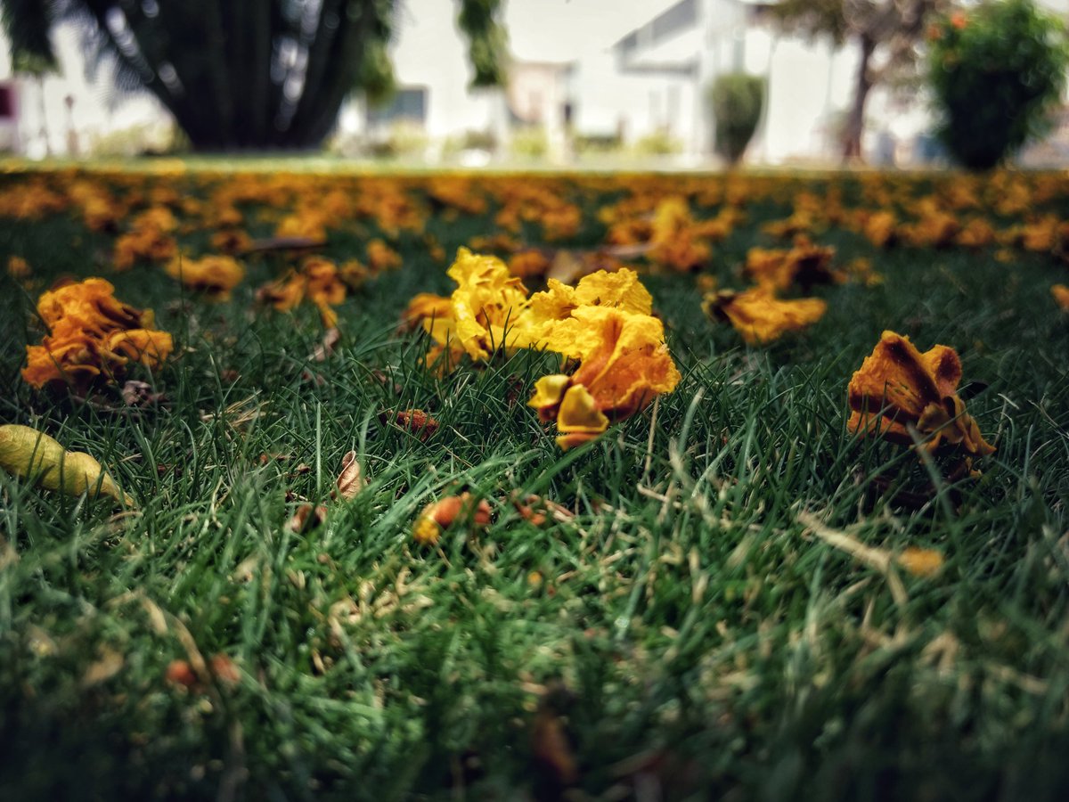 nairvipin1's tweet photo. The Future Is Either Green Or Not At All! 😊
#gogreen #lawn #greenery #soothing #macro #motozplay #coolshades #instagram #instapic #instagreen #landscapephotography #officescenes #instagram #macrophoto #macrophotography #instaflora #flora #green #plants #grass #greengrass https://t.co/7x0Z2hC69p