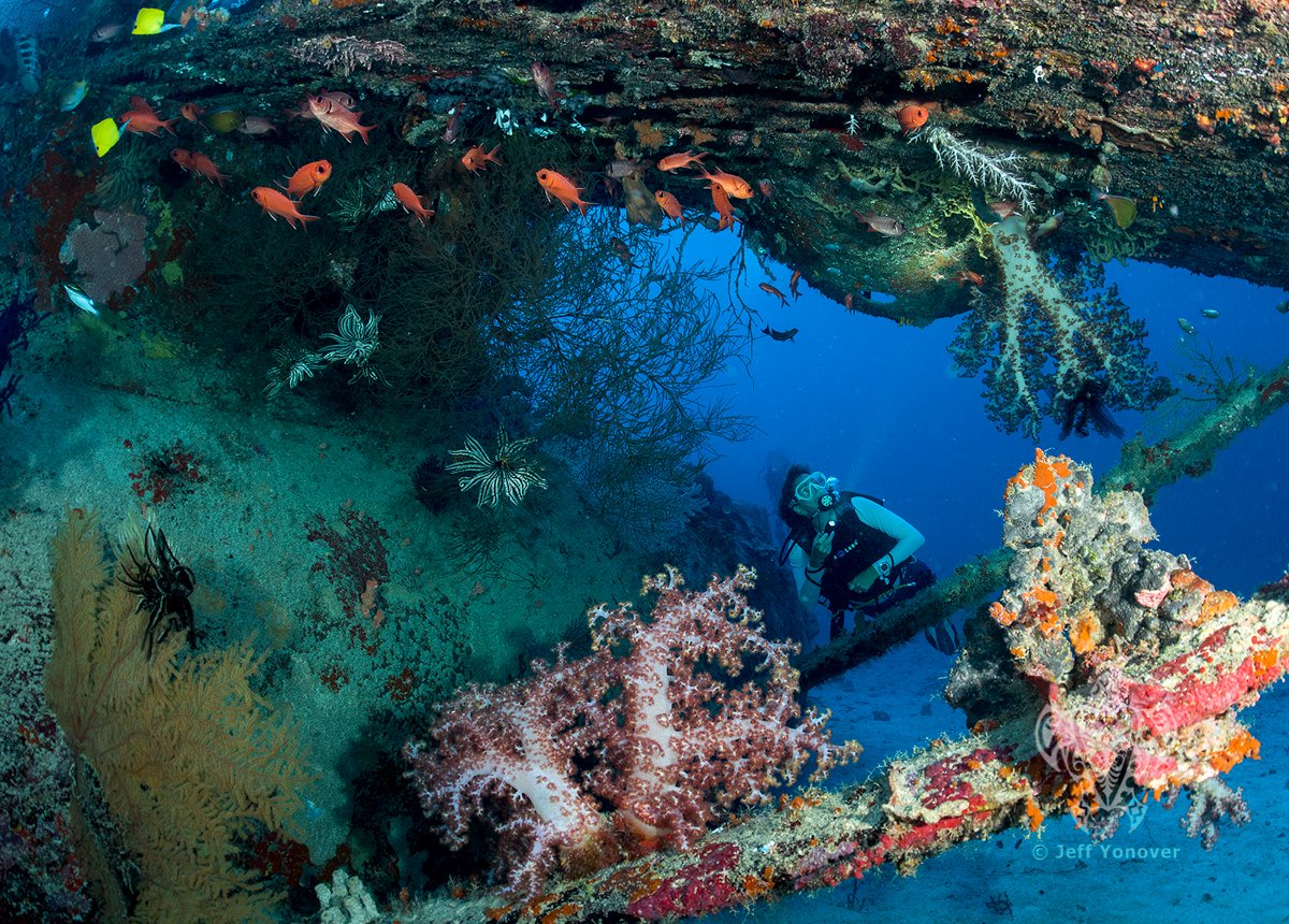 Wreck Diving in #CenderawasihBay covered with stunning soft corals this plane lies in 30m of water just outside Biak harbour many thanks to Jeff Yonover for the wonderful photo #indonesia #divingindonesia #underwaterphotography #uwmodel #wreckdiving #planewreck #diveliveaboard