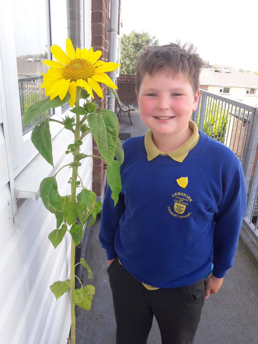 MrsSlobin2teach's tweet photo. @HazelGr55932283 @OrmskirkCE Daniels is growing fab too! I didn't know they could have multiple heads but Dan's is sprouting 4 others as Well! It was such a lovely idea x https://t.co/sy3lORs1BO