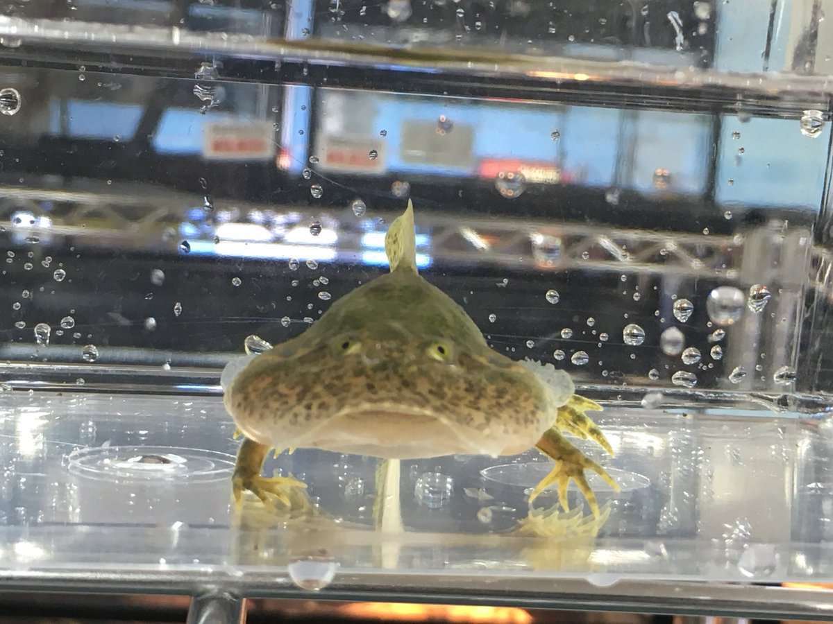 ペポニ インター店 Auf Twitter ついにumaを捕獲しました という冗談は置いといて バジェットガエルのオタマジャクシ入荷しました 見てくださいこの不思議体型 尾が引っ込むまで特別価格で出していますので是非是非 ー バジェットガエル