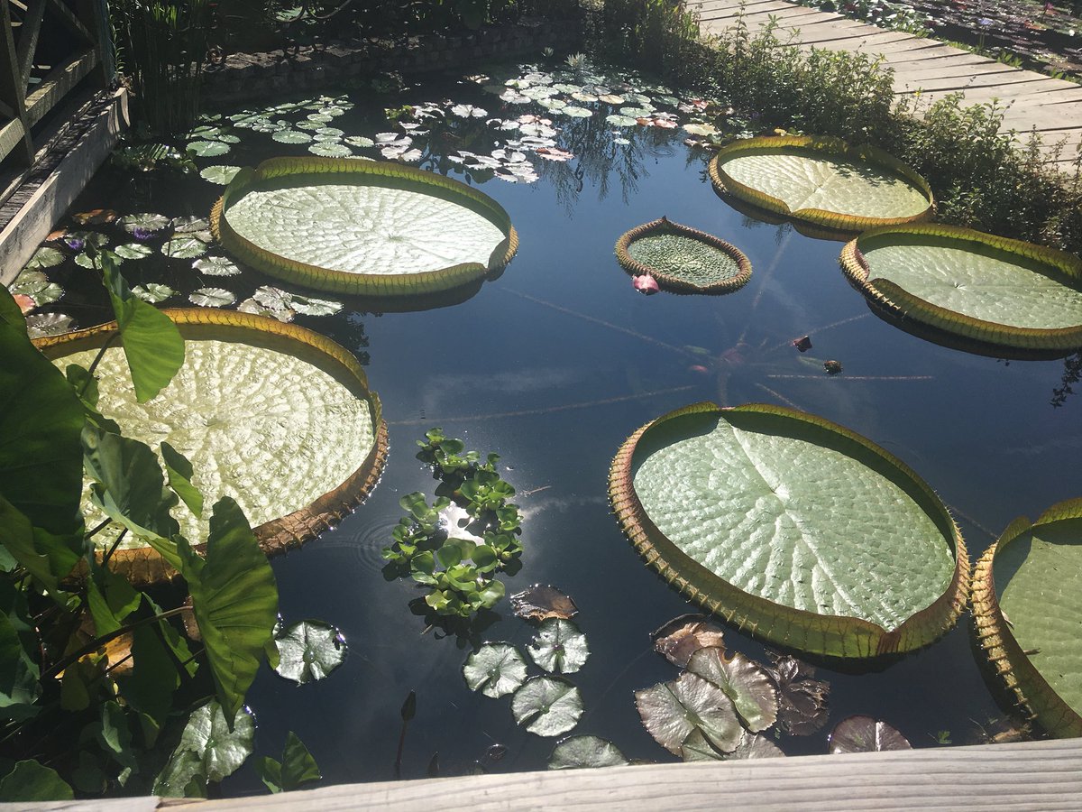baboomail's tweet photo. Les jardins d’eau de #Carsac #Dordogne Promenade bucolique et dépaysante ! 🌱🌿🐸🌺 https://t.co/av1ZNqTtXh