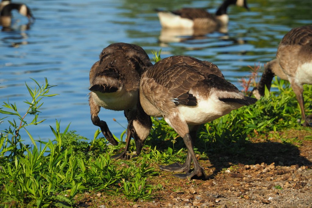 MostlyGeese's tweet photo. Still #goslings... Just! #ManchesterGeese at #Lock5 of the #AshtonCanal near the #EtihadStadium in #Beswick, #Manchester. #UrbanNature #Wildlife. https://t.co/LgaT0eSJuM