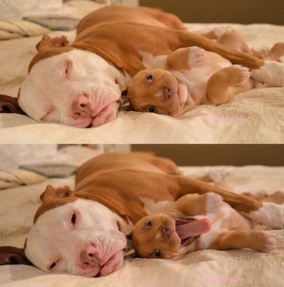pitbullsad's tweet image. And I will keep saying it "Pit Bulls are about love" hate comes from humans. Without humans there would be no hate in the world. It's only when you add the human equation that an otherwise innocent dog becomes dangerous. It's time to ban bad owners not dogs!