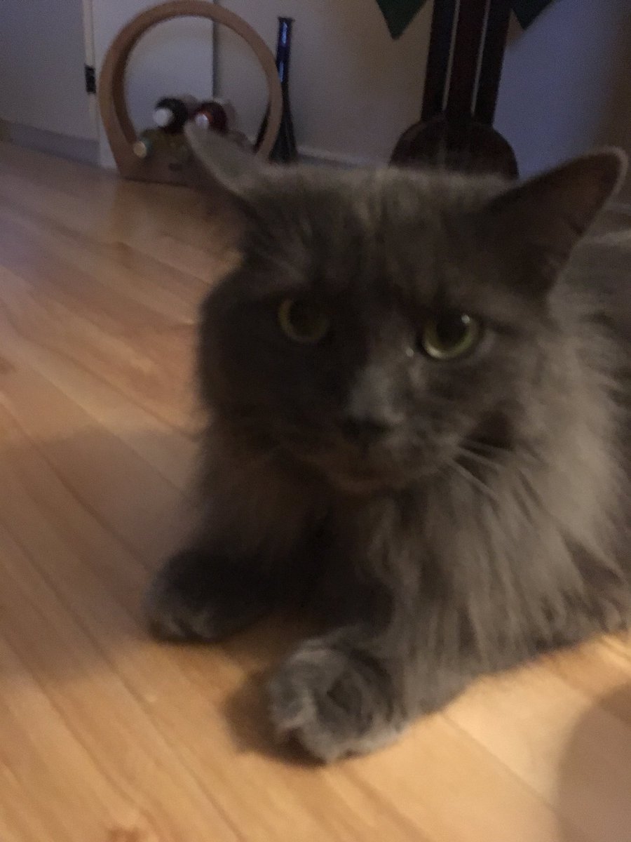 jdawnainge's tweet photo. Argentina (auntie’s kitty) then Licorice (my #furbaby) same age too! 3000kms away from each other #eerie similar #cats https://t.co/yzvwp4lIns