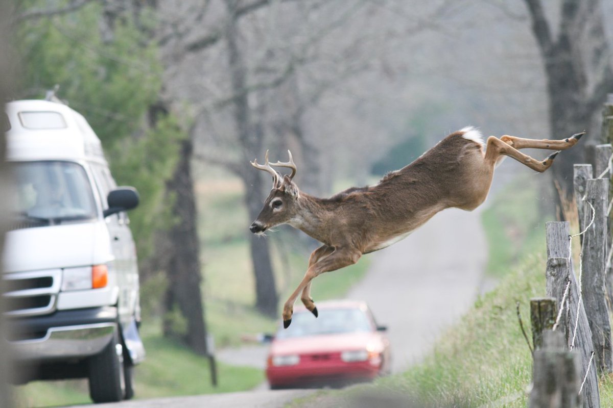 Trusted_Choice's tweet image. Let's replay what happened. You went for a nice summer drive today. It was great up until you hit that deer. Now what? ow.ly/xq8F30kS2Od
