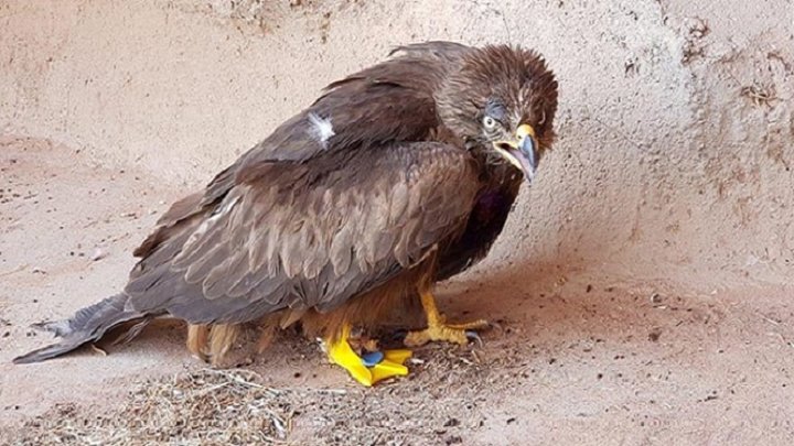 3DPrint_com's tweet photo. Injured Eagle takes to the skies again with 3D printed prosthetic https://t.co/QzCVTVLEHP https://t.co/vSIfU0p386