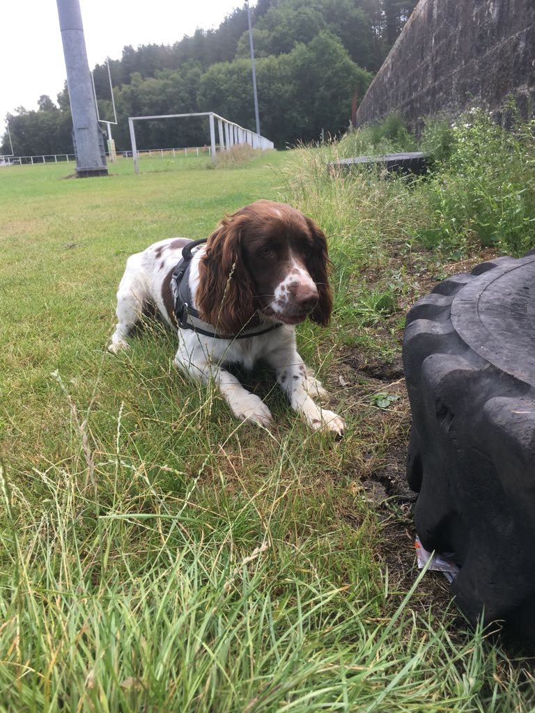 PSOSDogs's tweet image. #PDMac was helping out our colleagues in Dumfries when he recovered a quantity of controlled drugs. Here he is demonstrating his indication😊🐶 #freeze #founditDad #TheNoseKnows