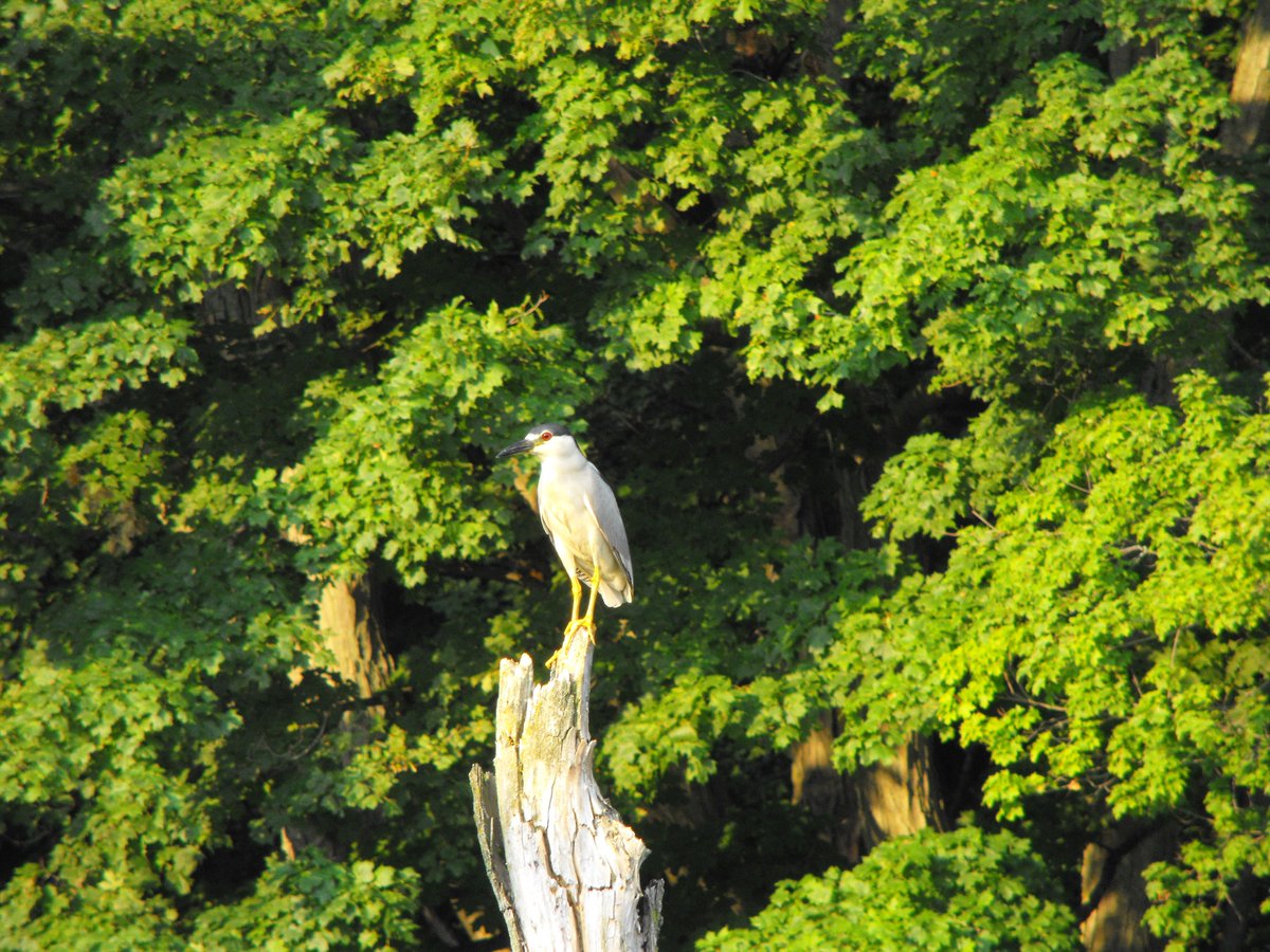 EtobMimicoCreek's tweet photo. #WildlifeWednesday Black-crowned Night-Herons are at the top of the food chain and can provide us with good indication of their habitat quality. Help them out through watershed wide clean-ups! #bird #birds #WatershedCleanup #CleanupHero https://t.co/XjRvFT3bSo