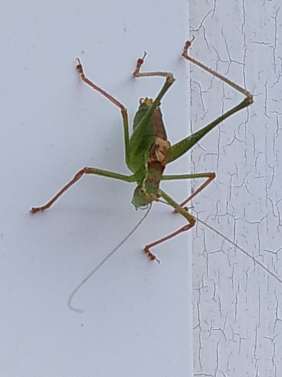 The Weekly Creative tweet media