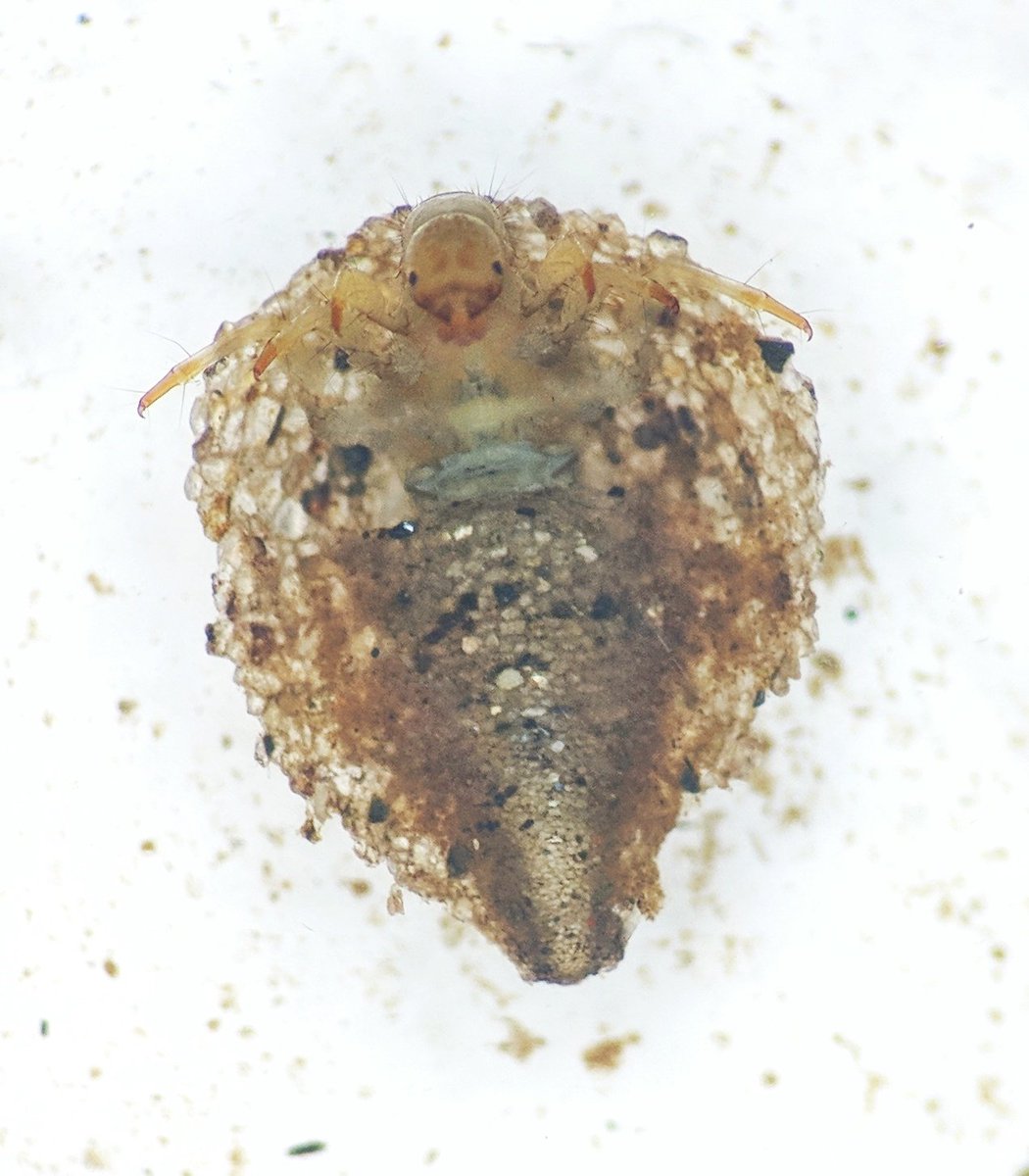 ento_ben's tweet photo. Cool #caddisfly in the family Petrothrincidae from todays @GBIF funded "Forgotten African Islands" #AFRESH_IO fieldwork in #Madagascar https://t.co/znh6hELhNF