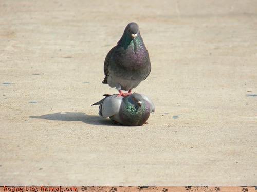 PigeonJon's tweet photo. I wouldn't say I did stand on the other Pigeon but I also wouldn't say I did stand on the other pigeon if I couldn't later say I wouldn't have done it if I didn't mean not to do it even though you can clearly see I didn't do it. https://t.co/qX7qnDQvXB
