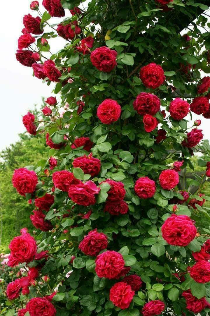 Ahat2789's tweet photo. ﺍﺗﻤﻨﻰ ﺁﻥ ﺁﻛﻮﻥ ﺳﺒﺐ ﺳﻌﺎﺩﺓ ﻟﻤﻦَ ﺣﻮَﻟﻲ
ﻭﺁﻥَ ﻵ ﺁﻛﻮﻥَ ﻭﺟﻌﺂ ﻵﺣﺪَ $
ﺭﺑﻤﺎ ﺁﻧﺎ ﻻ ﺍﺳّﺘﻄﻴﻊ ﺇﺳﻌﺂﺩ ﺁﺣﺪّ ﯛﻟﻜﻦ
ﺍﻗﺴﻢ ﺁﻧﻨﻲ ﻵ ﺃﺣﺐّ ﺇﻳﺬﺍﺀ ﺃﺣﺪ 
ألحيات سيئ........ https://t.co/Q1YYQDtXdx