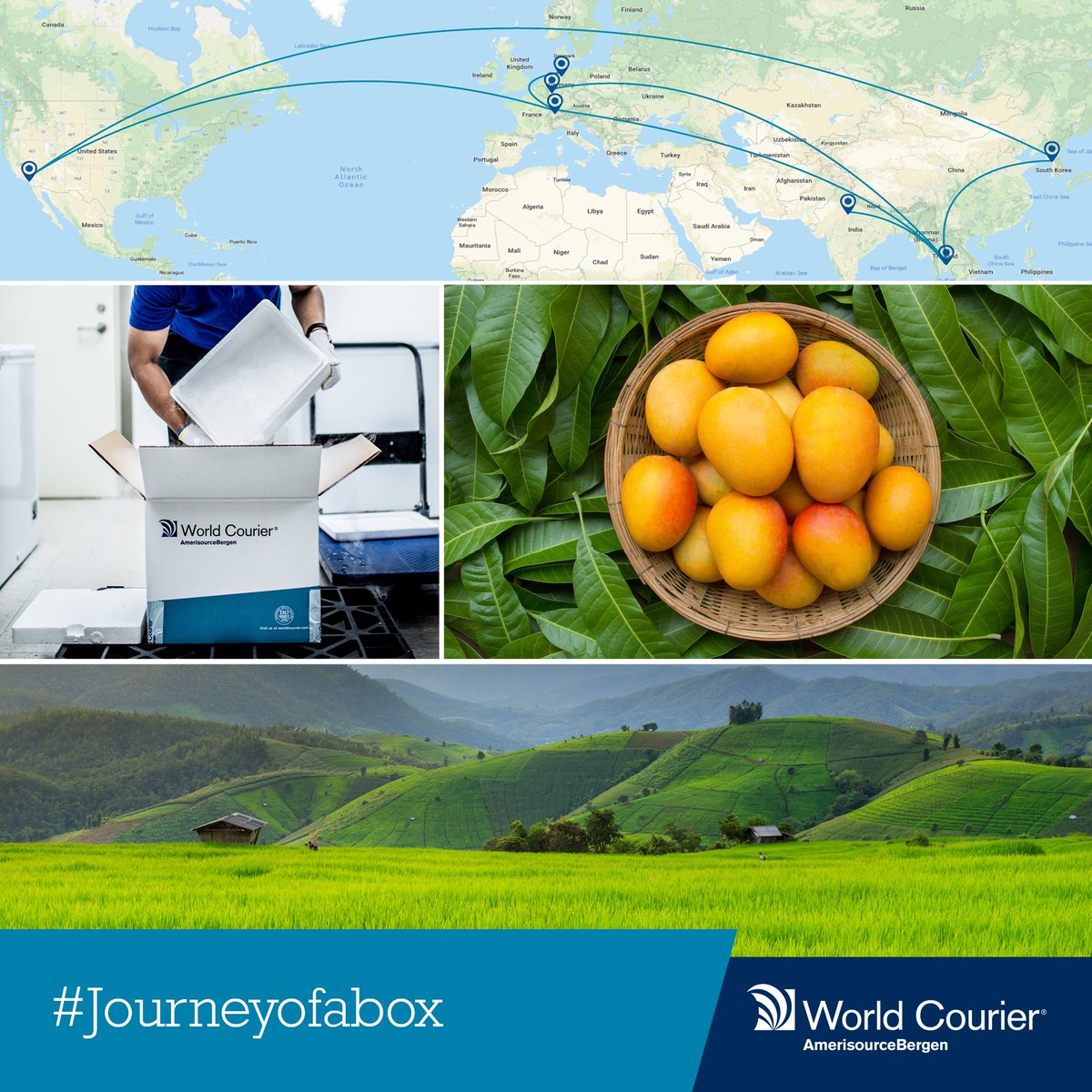 Worldcourier's tweet photo. I’m GDI 30L, I carried frozen rice, crops and mango samples from Thailand to Germany, India and the US, for research purposes, keeping them between -50º and -80º! #Journeyofabox #Agroscience #TemperatureControlSolutions #PlantProtection #CropProtection https://t.co/whXsprimcg https://t.co/WkB2AONabP