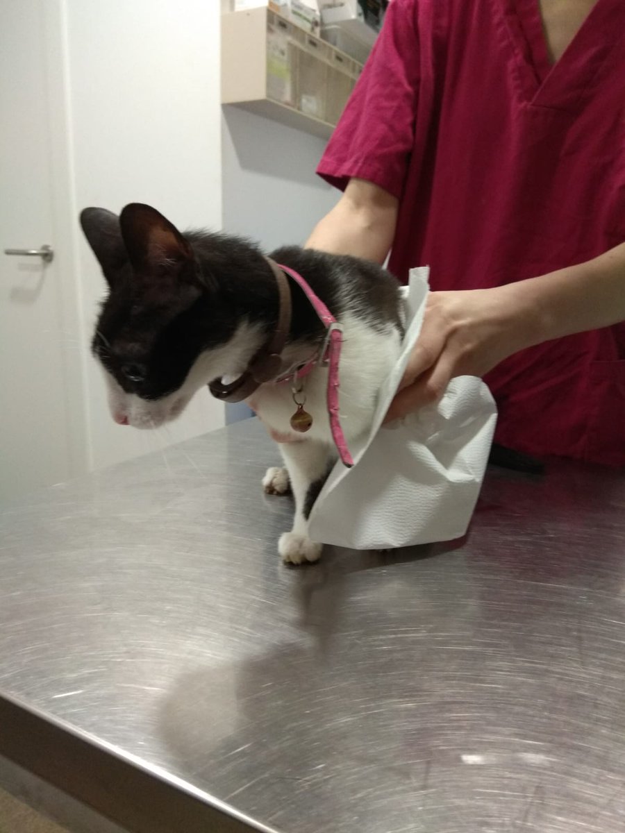 protemataro's tweet photo. #Indignant Gateta amb collar rosa i picarol trobada sola a una colònia de gats de Mataró. Molt espantada. Pel que sabem fins ara, tot apunta a #abandonament. Ja n'hi ha prou: els animals #nosoncoses https://t.co/Yszco1BeMU