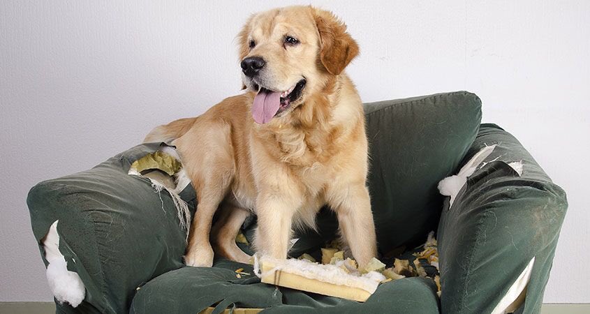 Does this image seem all too familiar? Chiropractic treatments may help your anxious dog! Typically associated with pain relief and mobility improvement, spinal adjustments can also regulate one’s mood. Overall wellness begins with the brain #animalchiropractic #toronto #wellness