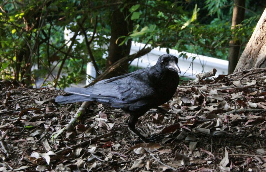 カラカラカラス 皆様 沢山のいいねや リツイート ありがとうございます カラス語が話せたら 写真を 撮らせてくれたカラスさんたちに 可愛いってリプ頂いたよ って知らたいです 山中で見かけたカラスさん 綺麗に整った羽が素敵です キョトンとした
