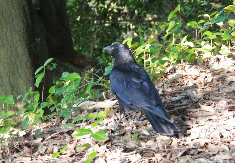カラカラカラス 皆様 沢山のいいねや リツイート ありがとうございます カラス語が話せたら 写真を 撮らせてくれたカラスさんたちに 可愛いってリプ頂いたよ って知らたいです 山中で見かけたカラスさん 綺麗に整った羽が素敵です キョトンとした