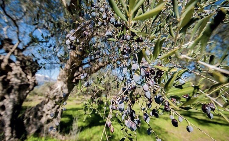 The best olives make the most finest oil!
*
*
*
#kalamata #yum #olive #olivetree #bestoliveoil #liquidgold #liveoiltaster #homemade #organic #love #Greece #oliveorchard