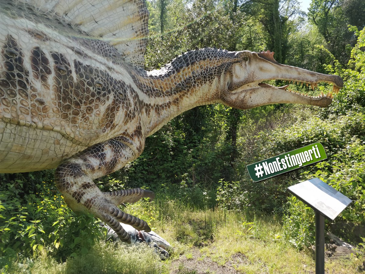 dinosauriDCO's tweet photo. #DinosauriAgliAstroni 🦕🦖 lo #SPINOSAURO ben 16 metri di lunghezza e 7 tonnellate di peso!! 😱 Tra i più grandi #predatori terrestri di tutti i tempi è con gli altri #dinosauri all'@OasiAstroni di #Napoli!!  #NonEstinguerti InfoMostra⏩https://t.co/VPvWlRP8Mm https://t.co/mYSc2kyN11