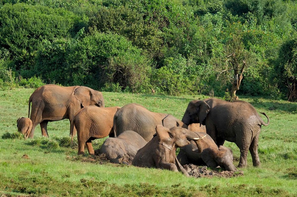 TreetopsLodgeKE's tweet photo. Elephants may look cute rolling around in mud, but it's more than just fun for them.Their tough-looking hide can actually get sunburned. So the mud acts as sunscreen and helps them cool off as well.

#TreetopsLodge https://t.co/LVItK6VxyC