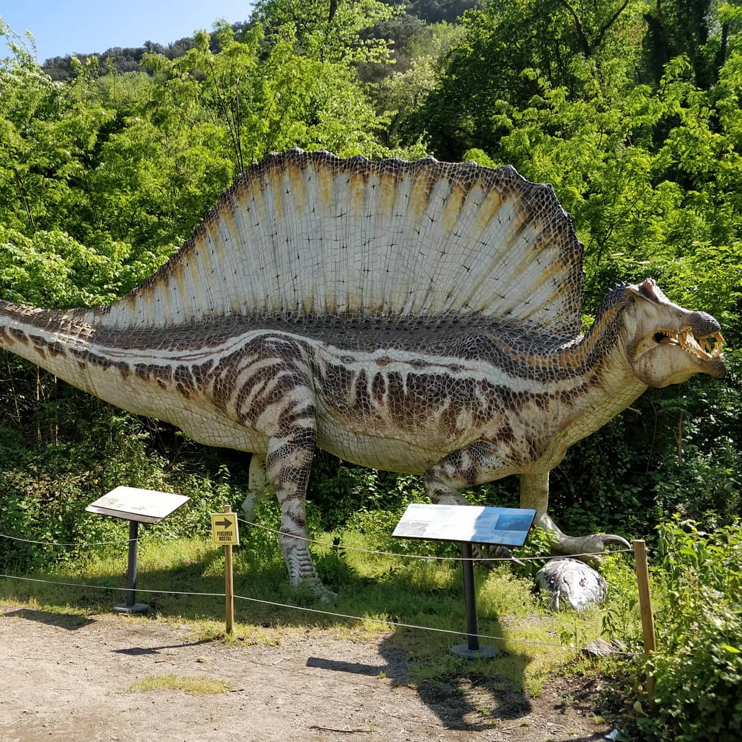 dinosauriDCO's tweet photo. #DinosauriAgliAstroni 🦕🦖 lo #SPINOSAURO ben 16 metri di lunghezza e 7 tonnellate di peso!! 😱 Tra i più grandi #predatori terrestri di tutti i tempi è con gli altri #dinosauri all'@OasiAstroni di #Napoli!!  #NonEstinguerti InfoMostra⏩https://t.co/VPvWlRP8Mm https://t.co/mYSc2kyN11
