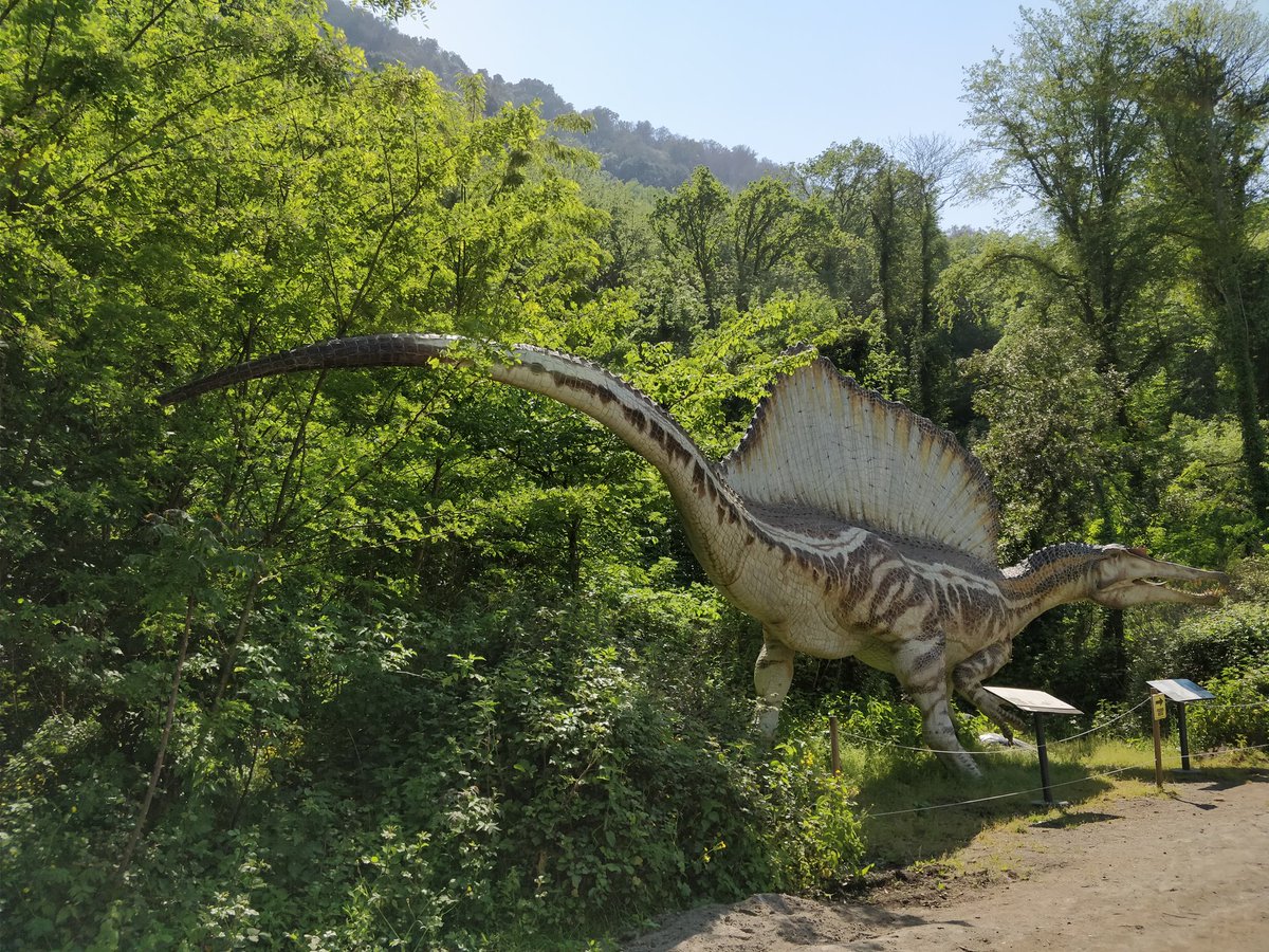 dinosauriDCO's tweet photo. #DinosauriAgliAstroni 🦕🦖 lo #SPINOSAURO ben 16 metri di lunghezza e 7 tonnellate di peso!! 😱 Tra i più grandi #predatori terrestri di tutti i tempi è con gli altri #dinosauri all'@OasiAstroni di #Napoli!!  #NonEstinguerti InfoMostra⏩https://t.co/VPvWlRP8Mm https://t.co/mYSc2kyN11