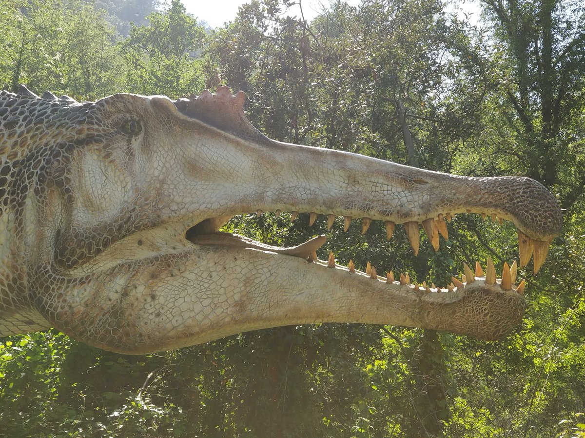 dinosauriDCO's tweet photo. #DinosauriAgliAstroni 🦕🦖 lo #SPINOSAURO ben 16 metri di lunghezza e 7 tonnellate di peso!! 😱 Tra i più grandi #predatori terrestri di tutti i tempi è con gli altri #dinosauri all'@OasiAstroni di #Napoli!!  #NonEstinguerti InfoMostra⏩https://t.co/VPvWlRP8Mm https://t.co/mYSc2kyN11