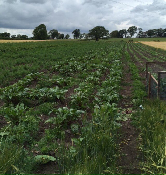 Inter_fresh1's tweet photo. Get some Locally grown bunched Beetroot &amp; Carrot on the menu!  Available for deliveries from Friday 🥕🇬🇧 #freshfoodservice #wholesaler #localproduce #cumbria #localsupplier

https://t.co/Nxz73rvkEg https://t.co/wIqup5sNhj