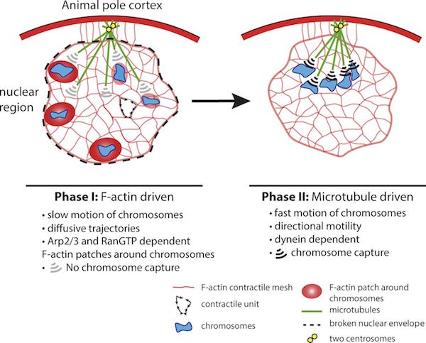 JCellBiol's tweet photo. An #actin shell delays oocyte #chromosome capture by #microtubules - Marie-Hélène Verlhac previews new work by Burdyniuk et al. https://t.co/IgRafpBNme https://t.co/dg9blvw29P https://t.co/PeNldHM0qT