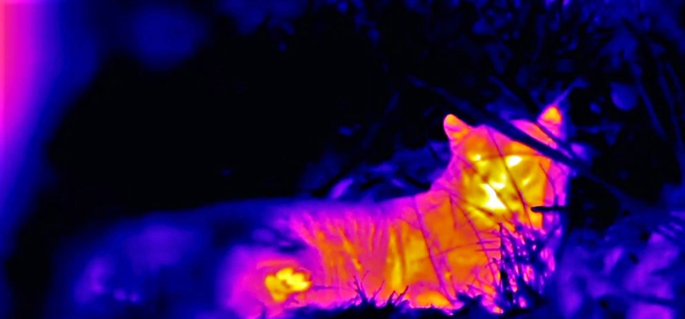 Water_Sand_Lyss's tweet photo. I think Lisa Frank needs to use FLIR for her designs lol cause that is exactly what this reminds me of. #safariLIVE #leopard #flircam https://t.co/HairLJbPoQ