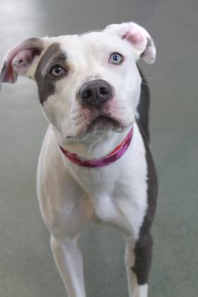 How would you like a new #Mercedes with low gas mileage, four-paw drive with grey and white exterior? Meet Mercedes! The dog who has all of that and much more! She also gives great hugs and gentle kisses! No car can give you that! bit.ly/Mercedes_ACS