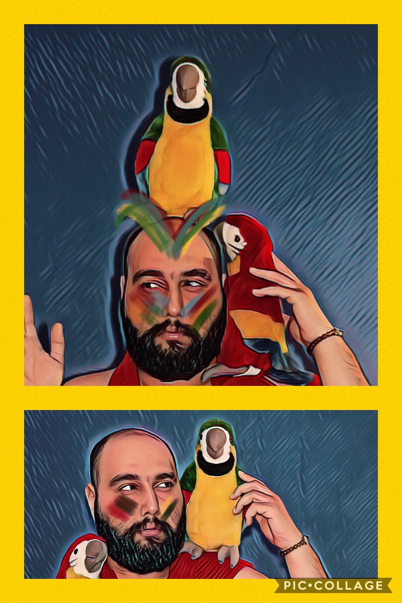 7ooka_the_mooka's tweet photo. Beauty in colours الجمال في الألوان💙❤️💛💚🧡💜
Parody 😹Inspired by @hamza_jamjoom 
٠
#حوكا #redcurtainsco #7oka 
#الستائر_الحمراء  #شمبلا #smile #happiness #happy #السعودية #saudiarabia #fun #7ooka_the_mooka #actor #colorful #birds #love #parrots #colours #art #artist https://t.co/FYpn1zcbc6