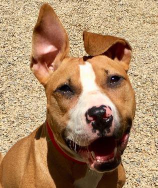 CHAAnimals's tweet photo. We want to share Hollywood with you all because, well...look at his amazing ears. He is around a year old and came to us from the ASPCA. Who wants to adopt this adorable boy? We are open from 12-2 today.  #adoptCHA https://t.co/CiEqcpNHTB