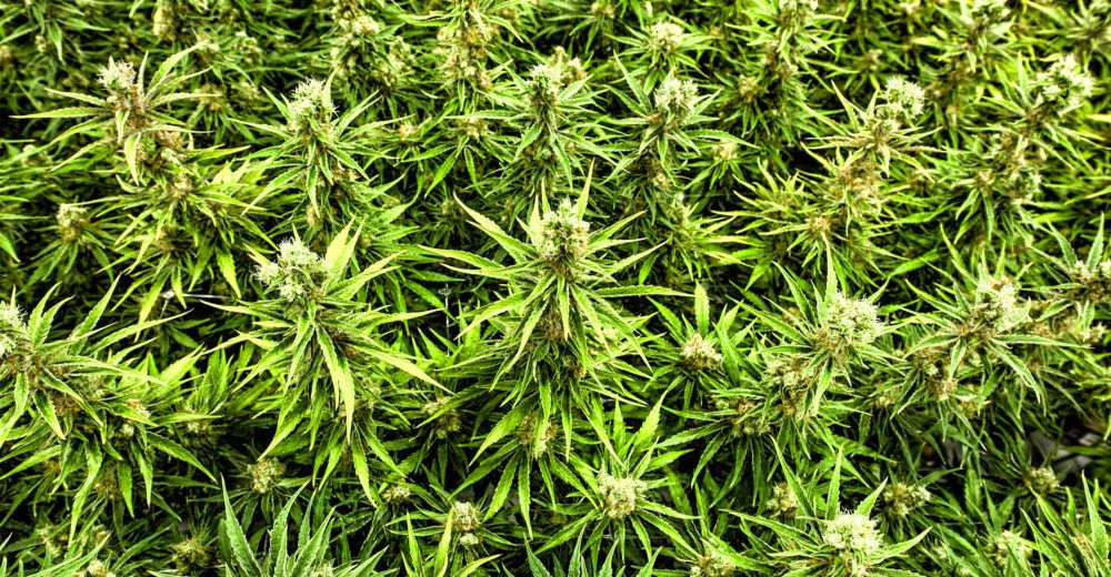 Here is what is playing out behind the scenes....
NPA, <a href="/SAPoliceService/">SA Police Service 🇿🇦</a> and other enemies of the people | Daily Maverick j.mp/2tuD5BJ