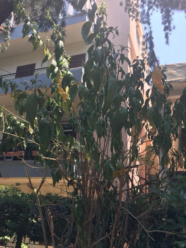 Janjoune's tweet photo. @WilliamAHawi’s #publicgarden in #Geitawi #Beirut is dying! Shame on #edl &amp; #beirutmunicipality. #lebanon #williamhawi #williamhaoui #williamAhawi https://t.co/WdffF1rQrB