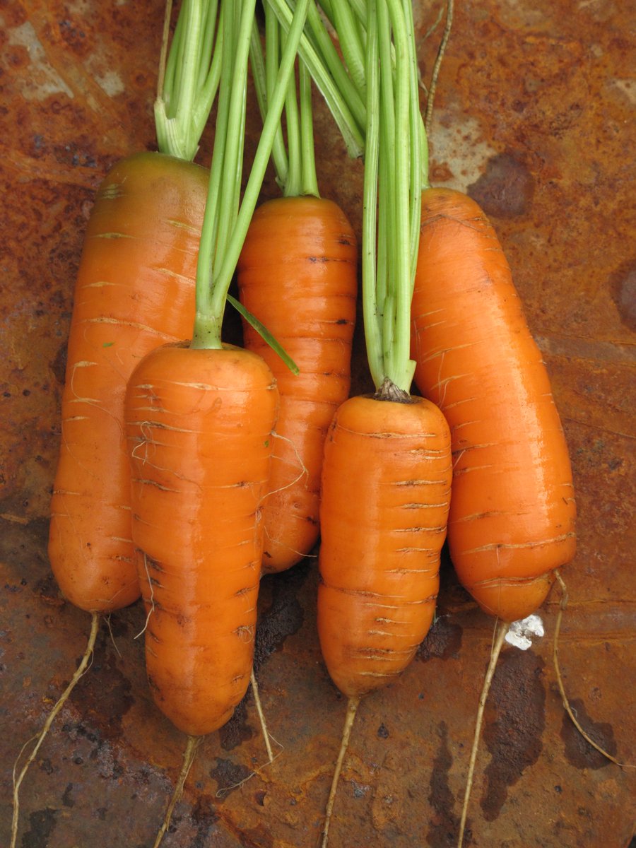 Heritage Seeds UK (@heritageseedsuk) on Twitter photo Sneak preview of 2019 catalogue: Scarlet Horn #heritage carrot originated in the historical town of Hoorn, Netherlands in around 1610. A short, stump rooted variety with deep red-orange skin and flesh, crisp and well flavoured. Our work: bit.ly/2HCcjwG <a href="/gardenorganicuk/">Garden Organic</a> Sneak preview of 2019 catalogue: Scarlet Horn #heritage carrot originated in the historical town of Hoorn, Netherlands in around 1610. A short, stump rooted variety with deep red-orange skin and flesh, crisp and well flavoured. Our work: bit.ly/2HCcjwG <a href="/gardenorganicuk/">Garden Organic</a>