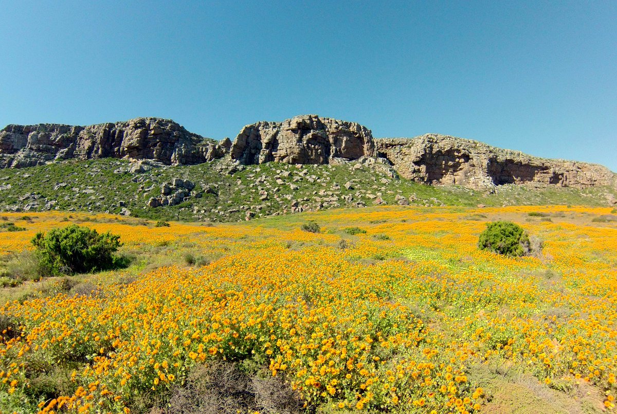 CrayfishTrailCo's tweet photo. Spring hasn’t sprung yet, however, our environmentalist says the wildflowers are going to spring earlier then usual this year. That means you should do the same. Book now for your springtime getaway and to not miss out on this amazing view. #WestCoastWednesdays https://t.co/HwcdN7cgkM