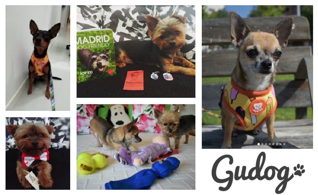 gudog's tweet photo. Algunos de los ganadores del sorteo del día de #TraeTuPerroAlTrabajo nos hicieron llegar fotos con sus premios 😍 https://t.co/8tRMlznX7e