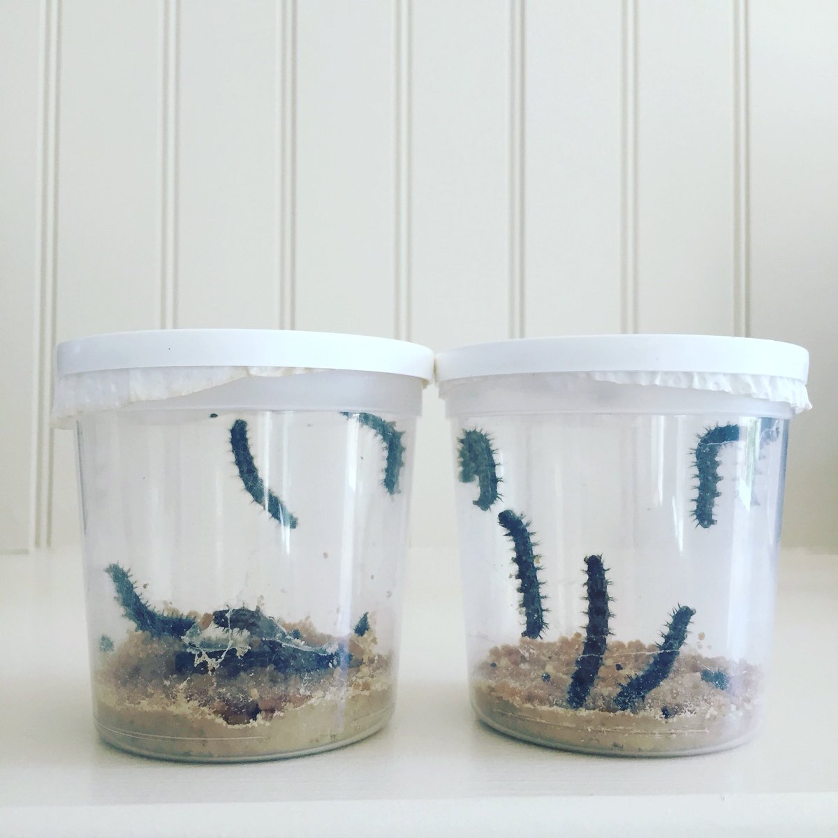 LiveAsOneLight's tweet image. Coolest gift:  My daughter received 10 caterpillars that we get to witness turn into butterflies.  Reminder #transformationispossible. We can transform and grow wings through prayer #100daysofprayer and #literallyjesuswords.  #whyidowhatido